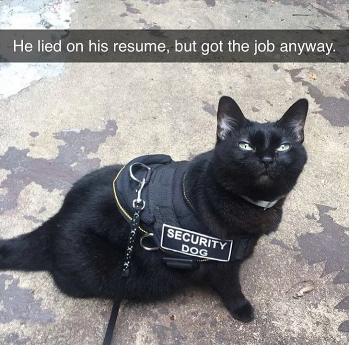 Exploring the Phenomenon of Reddit Lying On Resume: Why Job Seekers Are Fabricating Their Qualifications