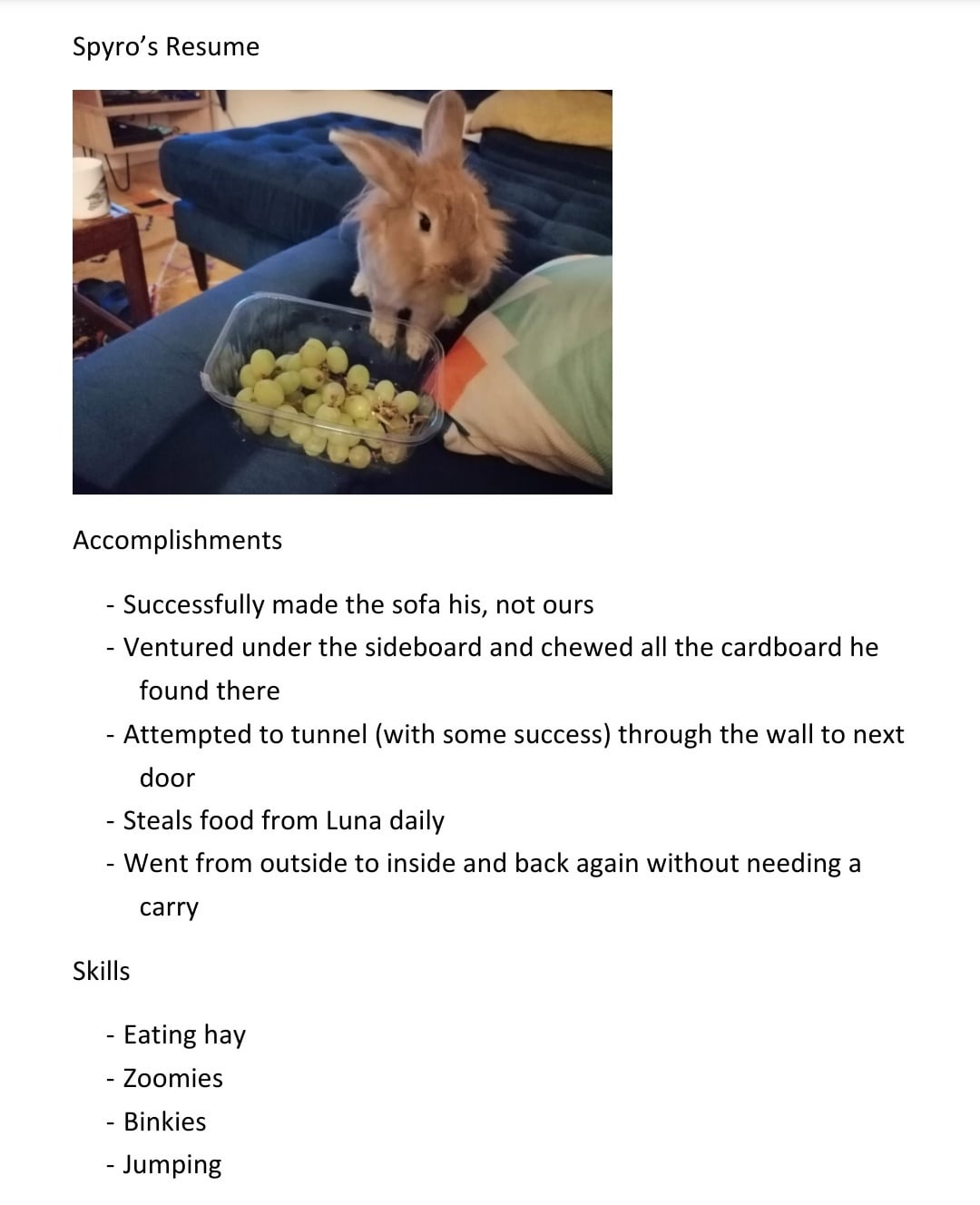 Exploring Resume Rabbit Reddit: A Comprehensive Guide to Job Application Success